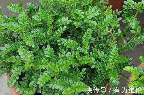 枝条|越少浇水越长得好,它特耐旱可30天不浇水,盆栽在家十分好养