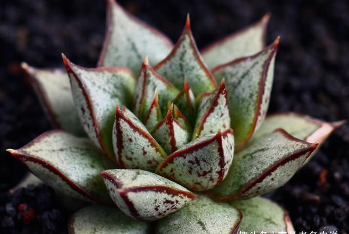 屌丝|多肉大和锦和剑司诺娃,一个好像没贵过,一个则从土豪变成了屌丝