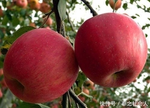 苹果|古代苹果不叫“苹果”,而是有一个很唯美的名字,日本至今还在用