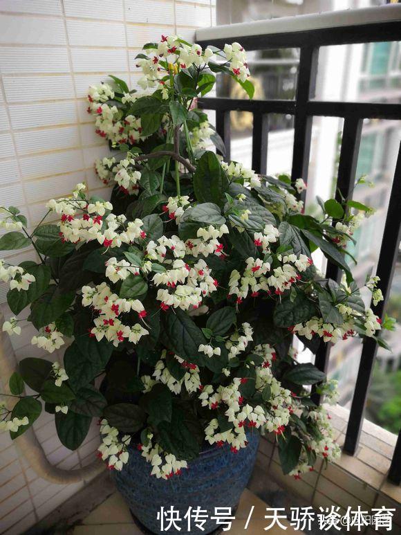 家庭养花，这5种必选，花期长开花量大，尤其是龙吐珠太美了