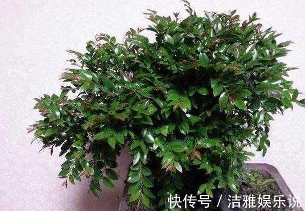 发财树|家养的花不要轻易送人，尤其此4种，寓意好又养人，有钱人都在养