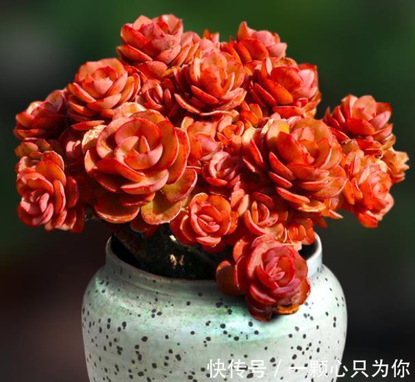 新手养多肉秀妍,做好4件事,叶片红艳美极了,还能养成小老桩