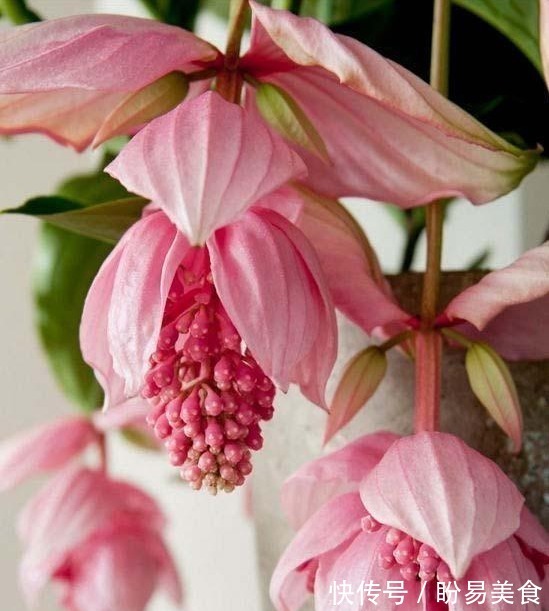 竹节秋海棠|世界上“最美”的5种垂吊花,婀娜多姿,看一眼就心醉,太漂亮了