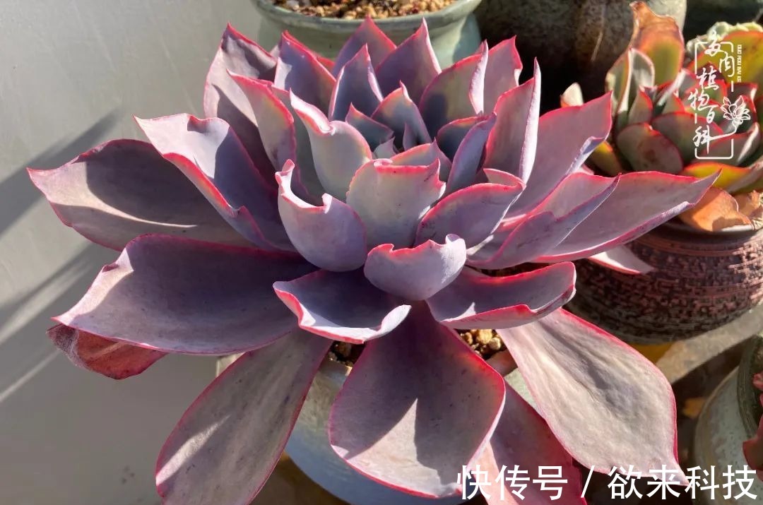 柴米油盐的日子,养几盆多肉吧,为生活添几抹色彩!