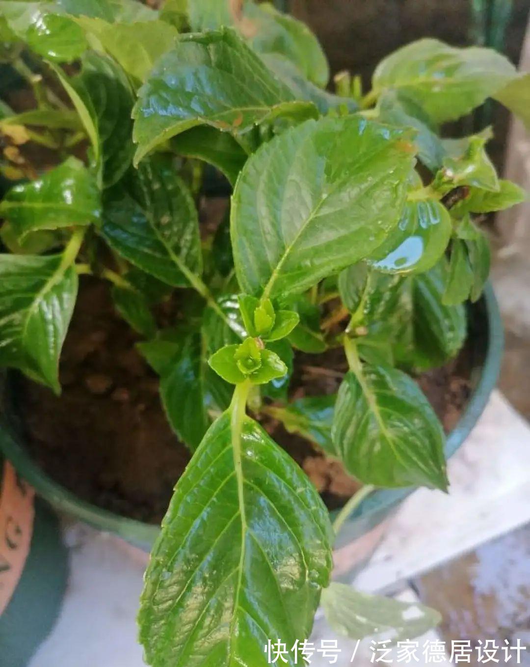 绣球|6种花“苏醒”了，多浇水、要施肥，下个月就开花