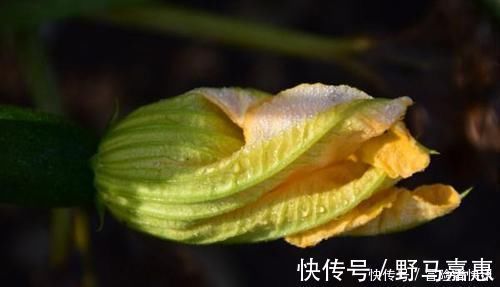 益气|想长寿全靠吃，以下食物换着来，滋阴补血，补血益气，早吃早好