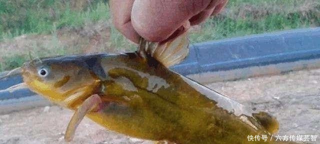 家禽|夏季钓黄颡鱼,都说家禽内脏效果好,这里却藏着一个“必杀公式”