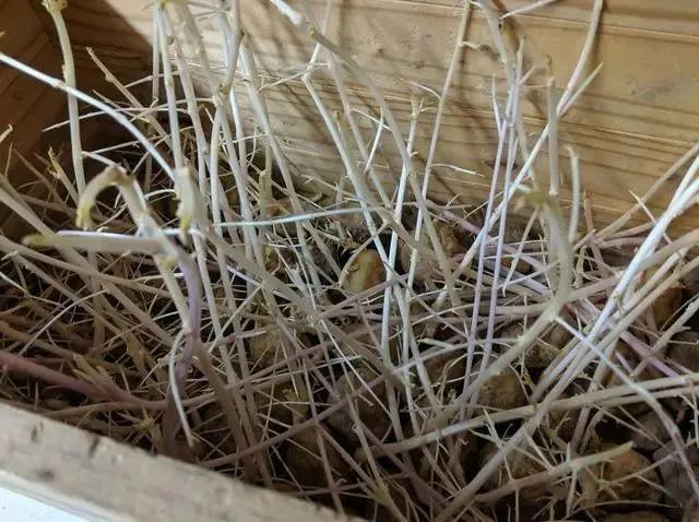 生物|土豆发芽有多恐怖!26张照片告诉你,它才是这个星球最神奇生物