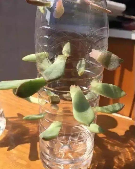 夏天这8种花不用买,叶子丢进花盆里,嗖嗖长白根