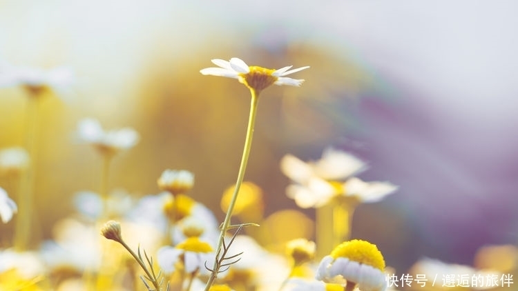 生来|佛说:生来富贵命!谁娶了3大生肖女,穷死也能发大财!