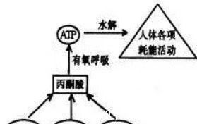 磷酸|作为跑者你知道跑步时身体是怎样供能的吗？揭秘人体三大供能系统