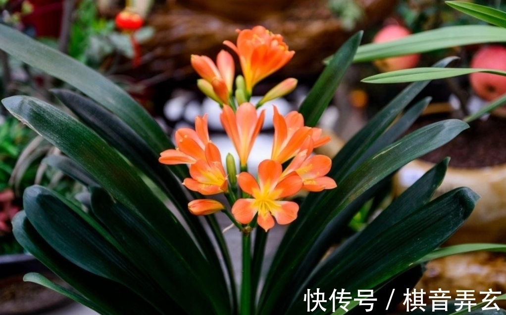 君子兰繁殖很简单,把种子播到花盆里,长出一堆健壮小苗