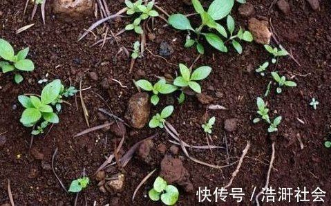 黄叶|老婆用装修时剩下的“小东西”，埋在花盆里面，花就没有黄过叶