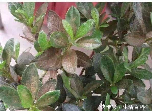 养分|羊粪养花好？3个害处不知道，越养越心烦，还很容易养死