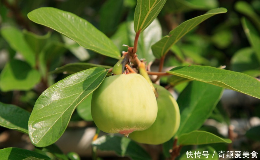 此花色泽亮绿,身披锦绣,霞光如火,有着和善和美德的寓意