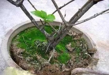 4种“药”过期,牢记“不能扔”,全是养花宝贝,肥效强10倍