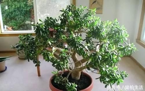 植株|这2种树，是养“高价老桩”的首选，木质化强，5个月就能养成功