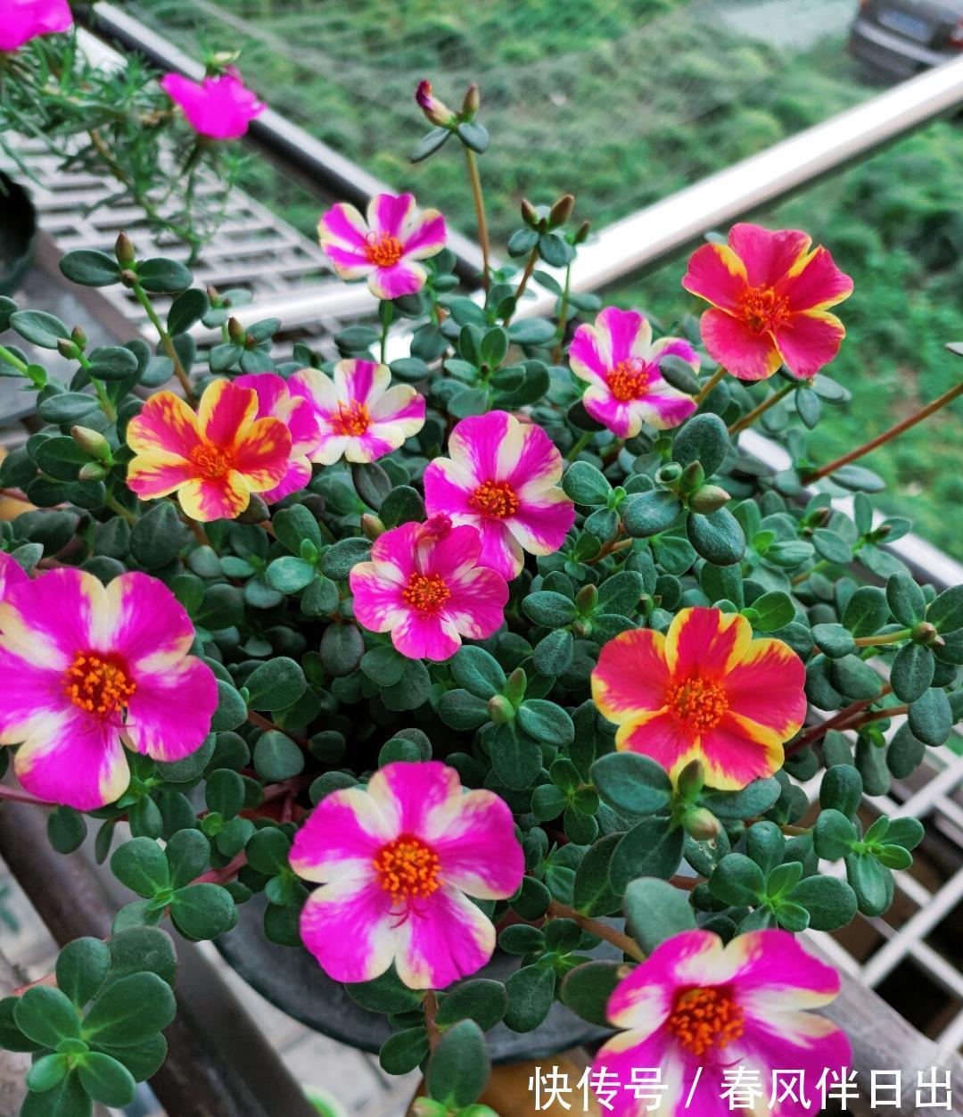 分化|这四种花是“旱鸭子”，叶片干焦也别急着浇水，旱养才能顺利开花