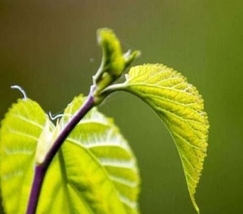 不妨|女性想减肥,不妨多吃此物,排出湿气,清理肠道,瘦出小蛮腰