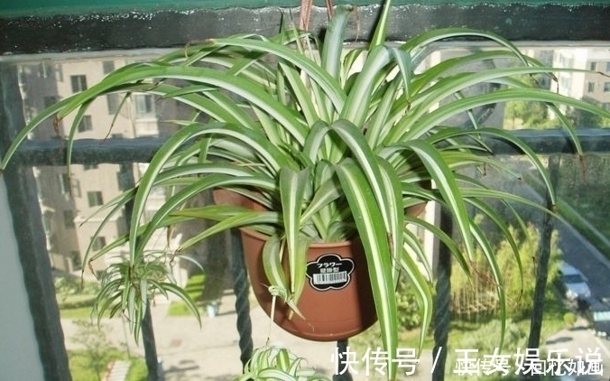 空气|3种“细菌”最讨厌的植物,家里种几盆,家人少生病,身体更健康