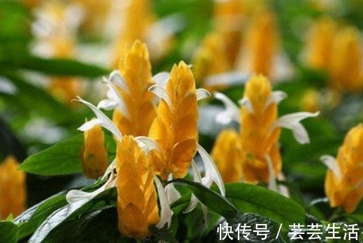 花朵|4种花好养又漂亮，花朵大花期长，花开就爆盆，漂亮又好养！