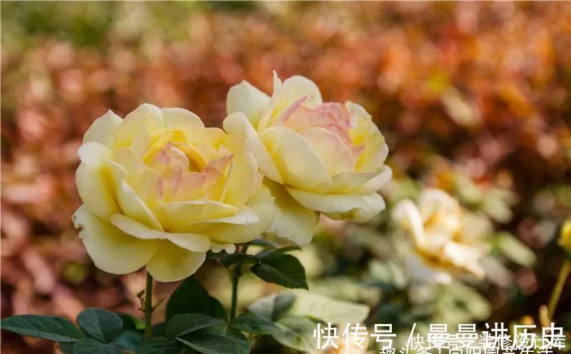 一朵花|月季花苞小,开花少改善这“3点”,开花翻倍,花瓣又大又艳