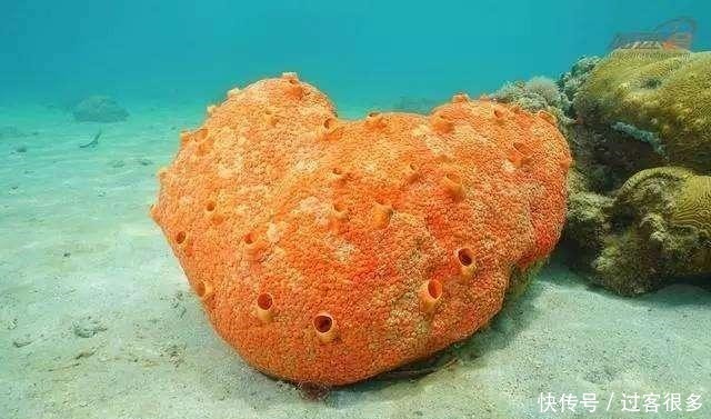 真实|《海绵宝宝》里的海洋生物在现实中真实存在吗