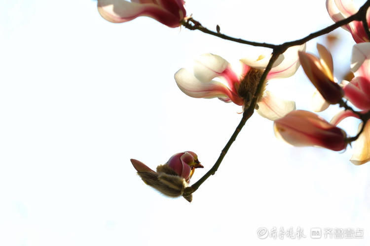 好美的玉兰花！济南趵突泉玉兰花姿态秀丽优雅绽放啦|情报站| 好美的玉兰花！济南趵突泉玉兰花姿态秀丽优雅绽放啦\＂,\＂i12\＂:\＂情报站