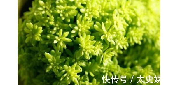以下5种多肉,最容易爆盆!养上几盆,分分钟养爆盆,花盆装不下