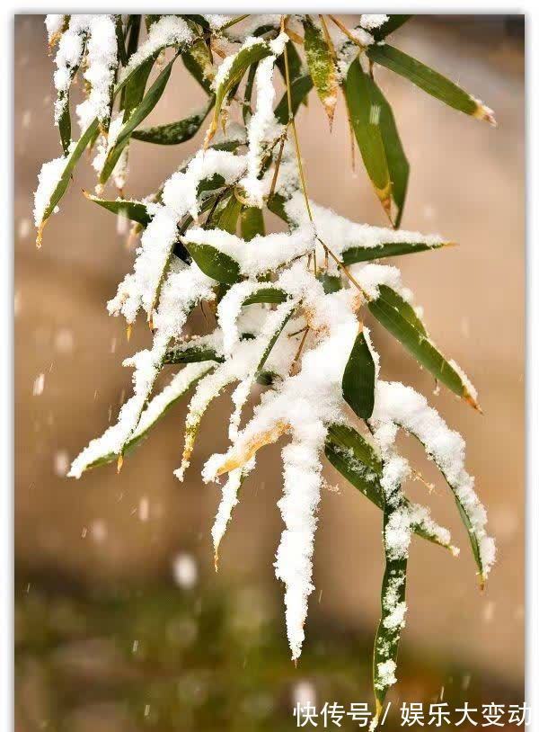 雪生|唯愿世人生竹品，明月清风做故都