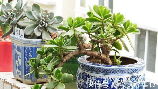 掐根玉树枝条丢花盆，养了3年长成老桩，比花店卖的美百倍！