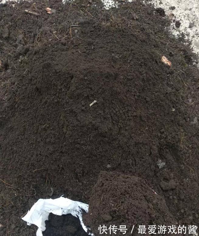 这样配土，月季不爆发才怪，你都了解过嘛