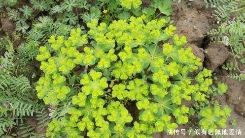 農(nóng)村一種野草,農(nóng)民拿來喂兔子,卻不知它是名貴的“貓兒眼睛草”