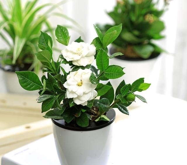 盆栽|最香的盆栽花卉,株型小巧美观,开花多,时间长,观赏效果极佳
