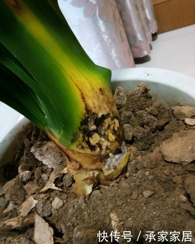 基部|李大姐养君子兰,开春切一刀,养60天,冒出9个芽,要爆盆了