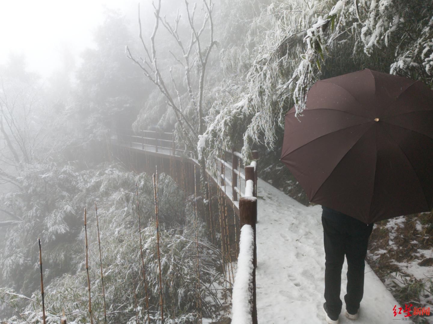 老君山|安排了！川南第一高峰老君山下雪了