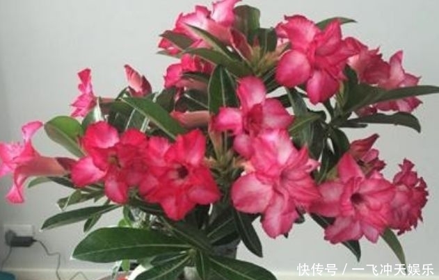 家里必养的4种花，好养又漂亮，还能散发诱人的花香