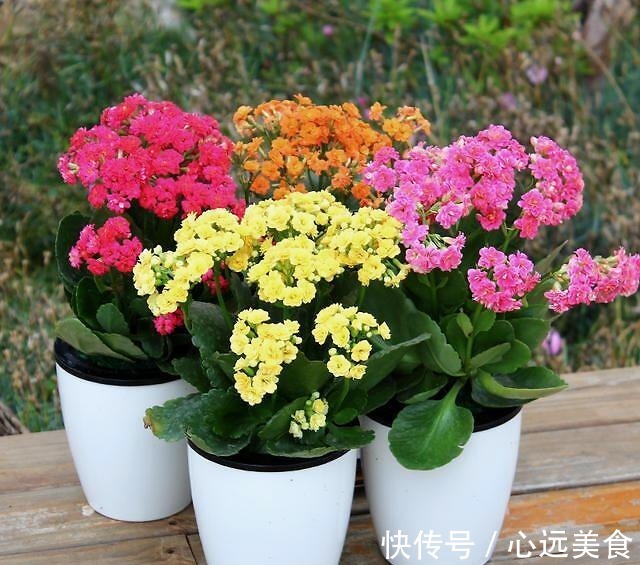 新手养长寿花,给它喝点“过期药水”,轻易就爆盆!