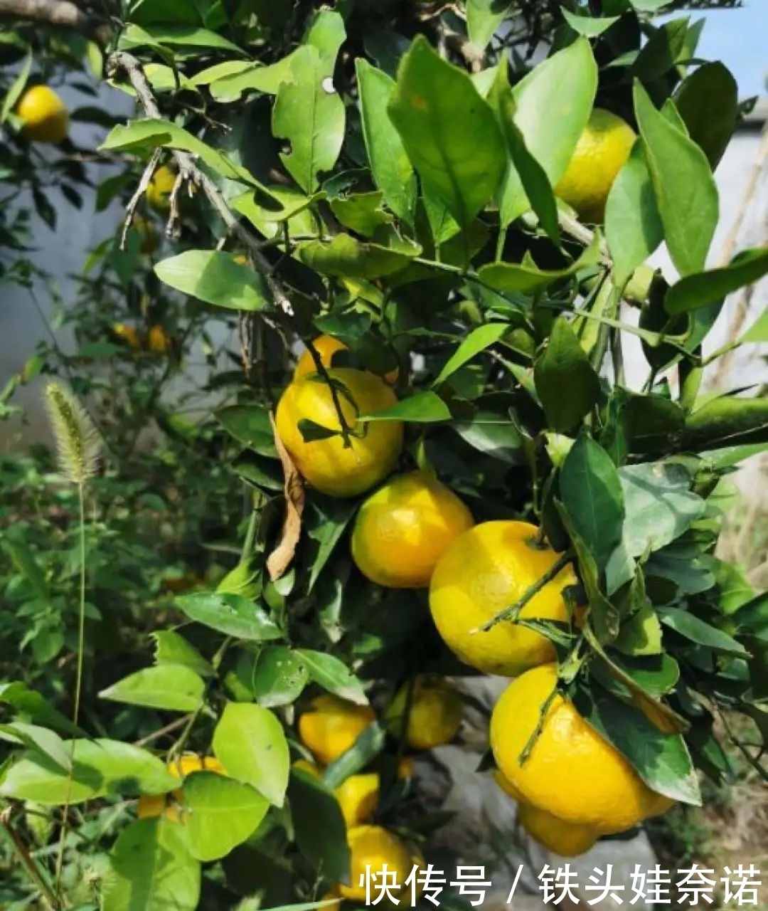 2021养盆镇宅花,当做守护神,好运进来,霉运离开!