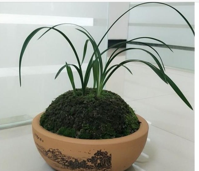 很多人说兰花难养,其实主要还是花友们不懂得一些”诊断“的方法