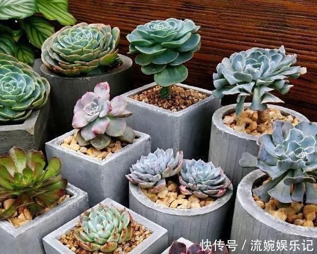  养花挑盆很关键摸清6种材质的优劣，轻松选好花草的''新家''