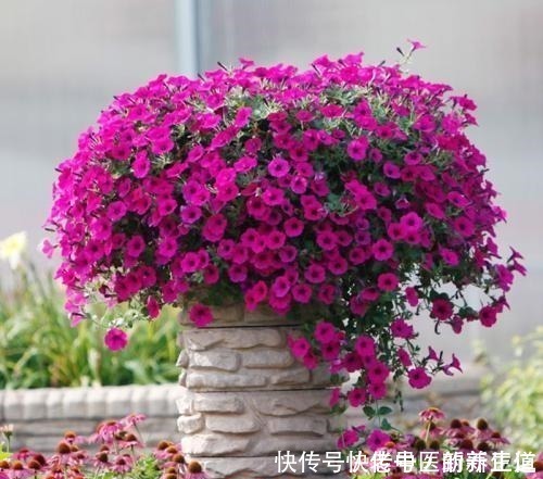 浇水|阳台养花养些“不死花”，一个月不浇水，还能打鸡血似地开满花！