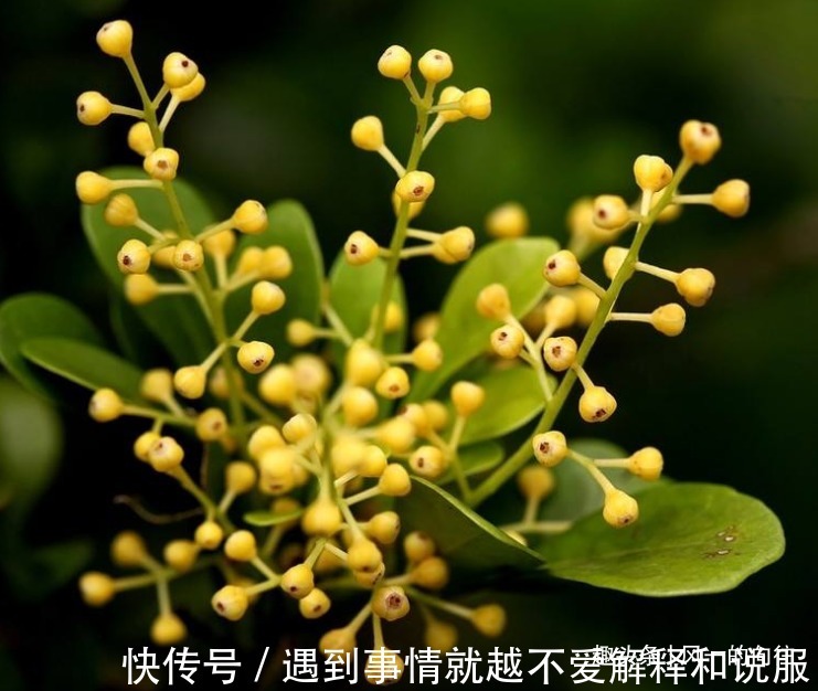 此花花小如米，金黄绚烂的花朵散发着诱人的芳香，令人心旷神怡