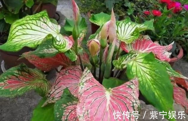 养花就养4种花,好养易爆盆,关键净化空气最厉害!