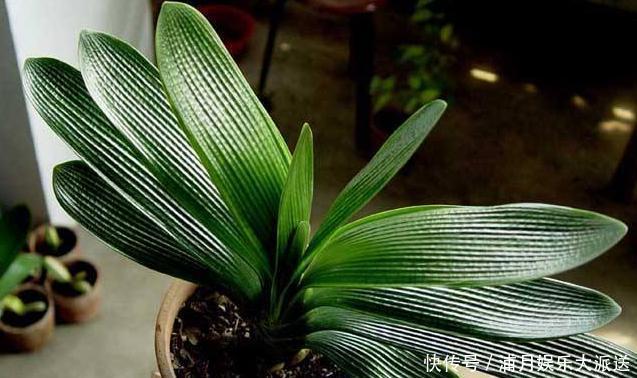 小窍门|养护君子兰,学会“3个”浇水“小窍门”,满盆长满“大白根”