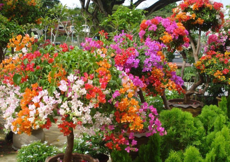 营养物质|摘掉残花后,三角梅迟迟不发新芽,是哪里出问题了?难在此3处