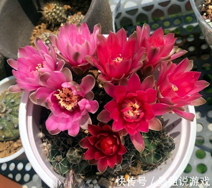 如何利用自己找到的野土养花,为你们指点迷津,拨开迷雾求真知