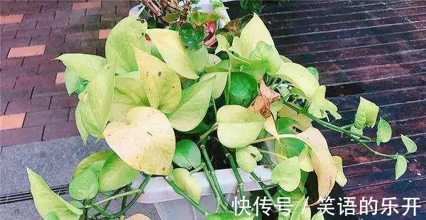 冬季花卉黄叶原因大盘点，看看你的花花中招了没