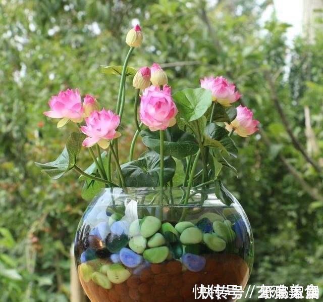 竹芋类|五种盆栽，自带高贵气质，在家摆一盆，格调高，人人夸你眼光好