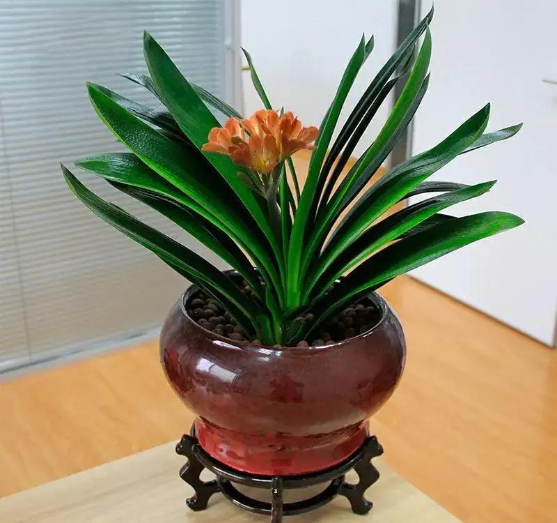 过年没有年味?养上几种“吉利花”,春节变得喜庆、热闹,年味浓